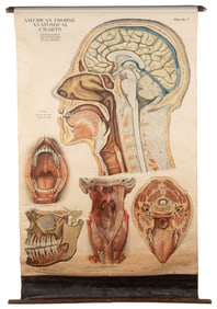 Group of 6 Pull-Down Color Anatomical Charts for Classrooms...