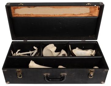 Human Bones for Anatomical Study. Coldwater, MI: Kilgore In...