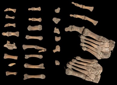 Human Skeleton Feet for Anatomical Study. Two partial feet ...
