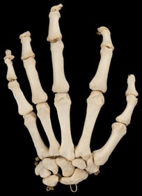 Human Skeleton Hand for Anatomical Study. Left hand with fo...