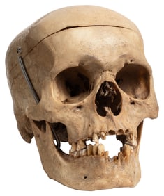 Human Skull. Articulated human skull for medical purposes, ...