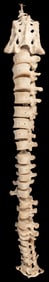 Human Spinal Column. Nearly complete (24 vertebrae plus sac...