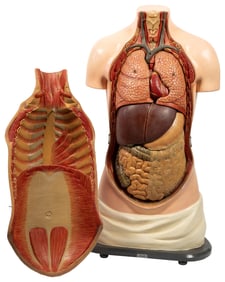 Anatomical Torso Model. Germany: Gunar Saietz, ca. 1950s. E...