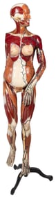 [ANATOMICAL MODEL]. Dr. Auzoux female anatomical model. Fra...
