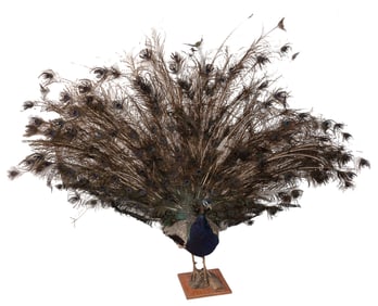 Peacock Taxidermy Specimen. On wooden base. Third-party tra...
