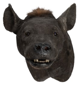 [TAXIDERMY]. Hyena Shoulder Mount Taxidermy. Africa, 20th c...
