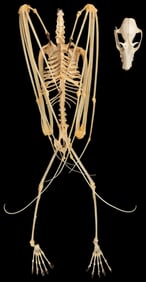 Flying Fox Bat Skeleton. Presumed complete skeleton of a fl...