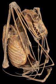 Hammer-headed Bat Skeleton. Presumed complete skeleton of a...