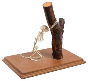 Marmoset Skeleton. Burlington, NC: Carolina Biological Supp...