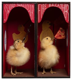 Sideshow Themed Duckling Taxidermy. Two full-body ducklings...