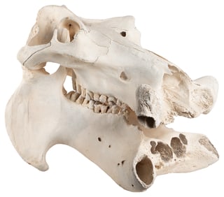 African Hippopotamus Full Skull. Sub-Saharan Africa. Massiv...