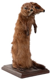 [TAXIDERMY]. Two-Headed Mink Mount. Modern full-body mink e...