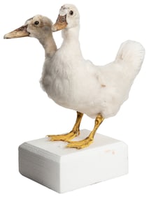 [TAXIDERMY]. Two-Headed Duck Sideshow Gaff. Full-body duck ...