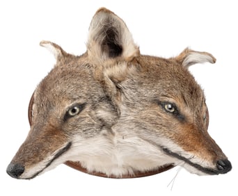 [TAXIDERMY]. Two-Headed Coyote Mount. Taxidermized coyote h...