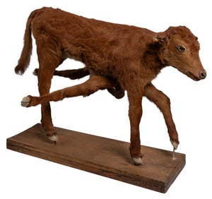 [TAXIDERMY]. Siamese Twin Calf. United States, ca. 20th cen...