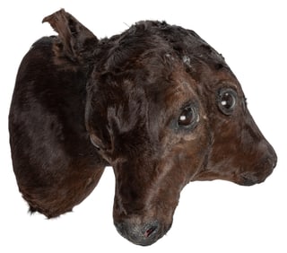 [TAXIDERMY]. Two-Headed Calf Mount. American, mid-20th cent...