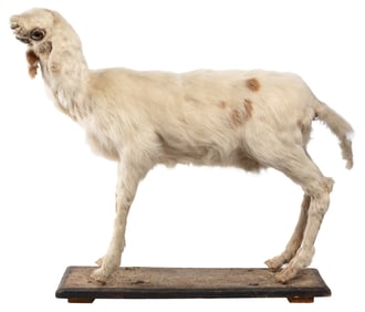 [TAXIDERMY]. Full Body Lamb Taxidermy with Otocephaly. Full...