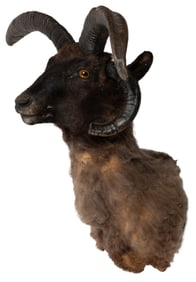 Jacobs Four Horn Ram Taxidermy Mount. Shoulder mount, 26 x ...