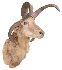 [TAXIDERMY]. Four-Horn Jacob's Ram Taxidermy Mount.