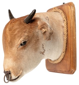 [TAXIDERMY]. Bison Calf Mounted Head with Horns and Nose Ri...