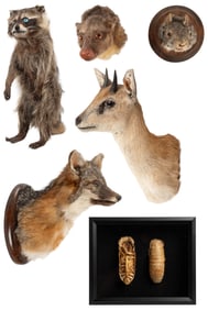 [TAXIDERMY] Group of 5 Taxidermy Small Mammals Plus a Pair ...