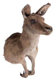 [TAXIDERMY]. Wallaby from the Abdomen Up with Both arms. H...