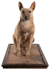 [TAXIDERMY]. Taxidermy Dingo Full Body Mount.