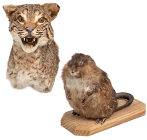 [TAXIDERMY]. Pair of Taxidermy Small Mammals, Including a C...