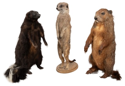 [TAXIDERMY]. Trio of Taxidermy Small Mammals, Including a S...