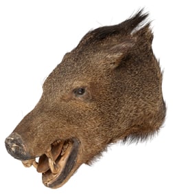 [TAXIDERMY]. Wild Boar Shoulder Mount. Glass eyes, teeth an...