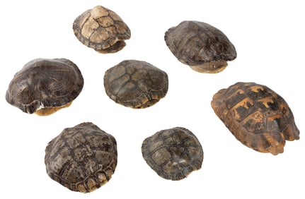 Group of 7 Small Turtle Shells, All with Plastron Bottoms. ...