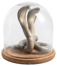 [TAXIDERMY]. Bicephalic Cobra Replica. Full single-bodied c...