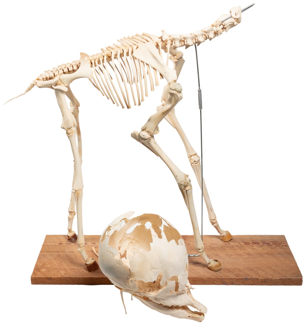 [TAXIDERMY – MEDICAL SPECIMEN]. Hydrocephalus Canine Full-B... (1 of 3)