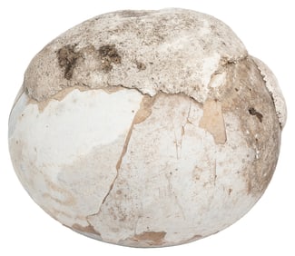 [TAXIDERMY]. Equine Enterolith. United States, 20th century...