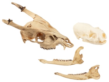 Group of 5 Disarticulated Skeletons of Small Mammals or Bir...