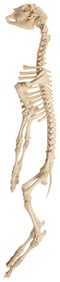 Baby Goat or "Kid" Skeleton.