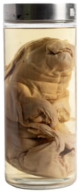 [WET SPECIMEN]. Fetal Pig Freak Wet Specimen. Preserved fetal pig...