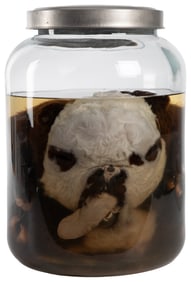 [WET SPECIMEN]. Full Calf Wet Specimen. Full newbo...
