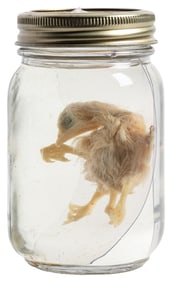 [WET SPECIMEN]. Baby Four-Legged Chick Wet Specimen.