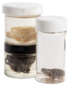 [WET SPECIMEN]. Turtle Hatchling Wet Specimens. Group of th...