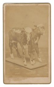 CDV of a two-headed calf. Circa 1870s-80s. Sepia-tone photo...