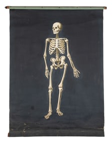 Fraternal Skeleton Chart. (Possibly Masonic or Knights of P...