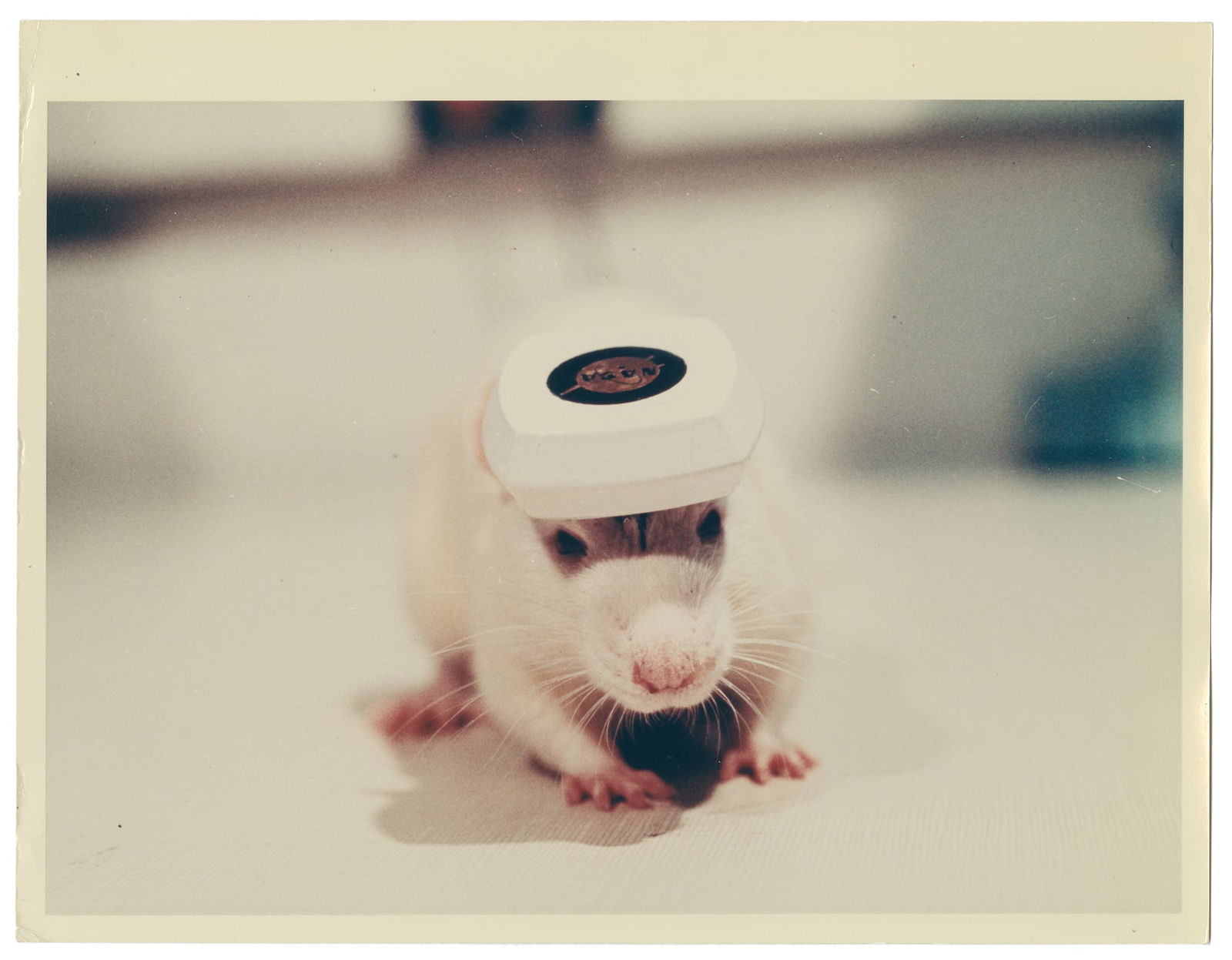 Lab Rat & Microchip Testing Photos.  (1 of 6)