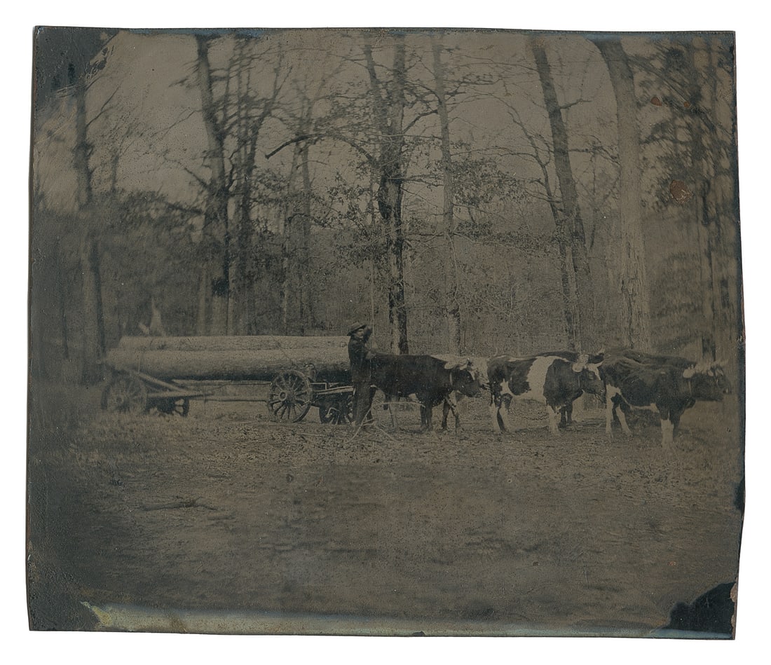 Tintype Photograph of Six Oxen Team with Teamster Hauling Logs in Forest. 19th Century.  (1 of 1)