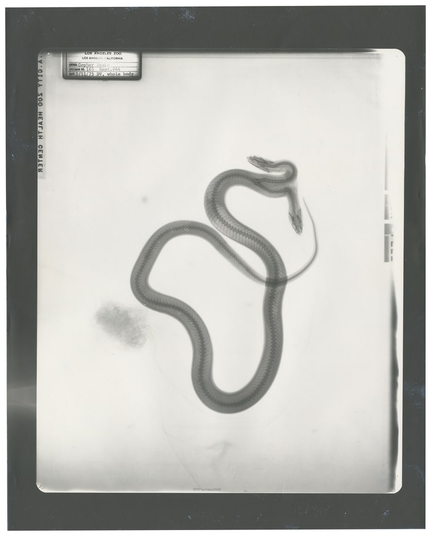 X-Ray Image of Bicephalic Snake. Los Angeles Zoo Archives, 20th Century.  (1 of 1)