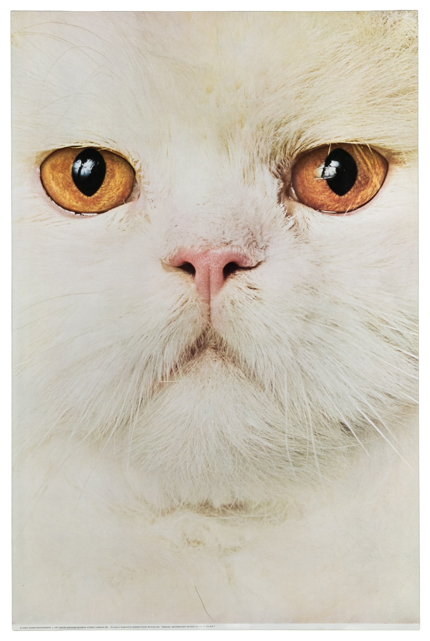 EVANS, Tony. [Cat]. 1971. London: Stephen Austin & Sons. (1 of 1)