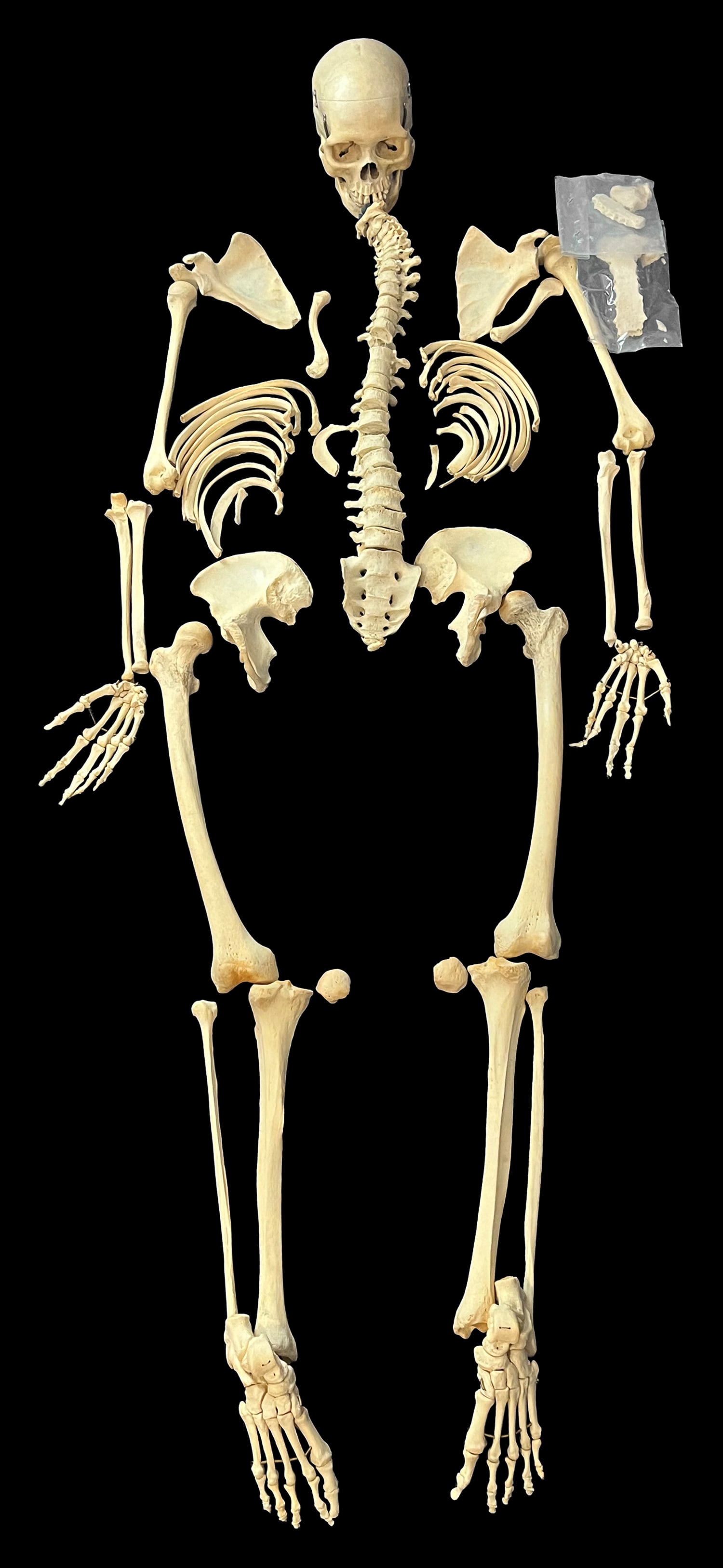 Full Female Human Skeleton.: Full Female Human Skeleton. Carolina Biological Supply, ca. 1970s. In original box with booklet from the supplier. Contents include: - skull is 6” x 5” w x 8 1/2” d. - humerus is