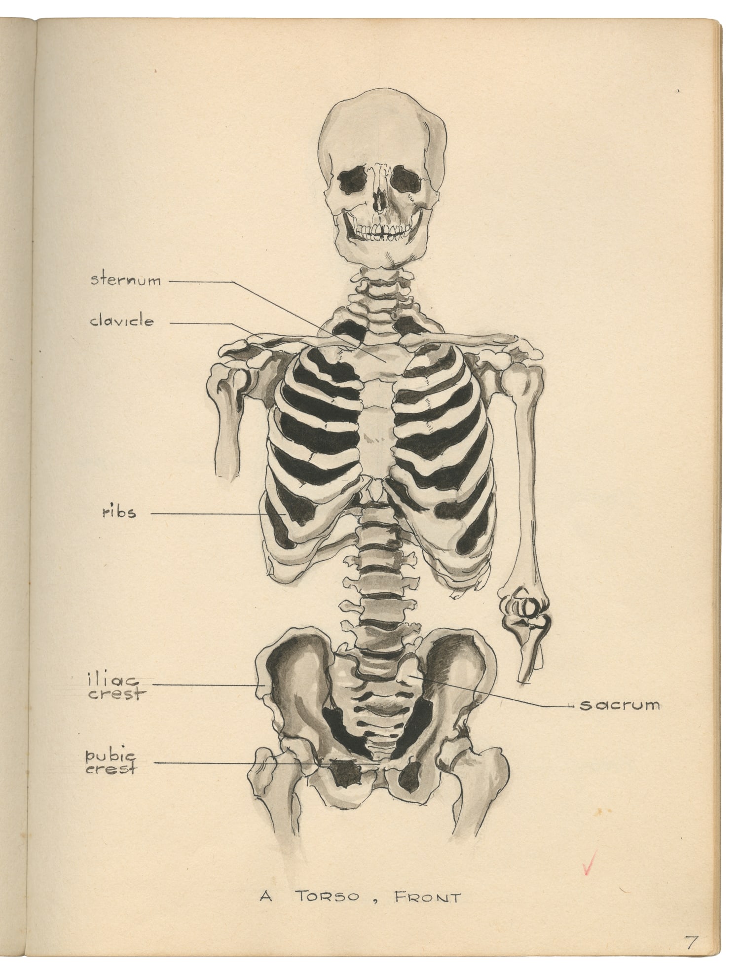 Notebook of anatomical drawings. (1 of 5)