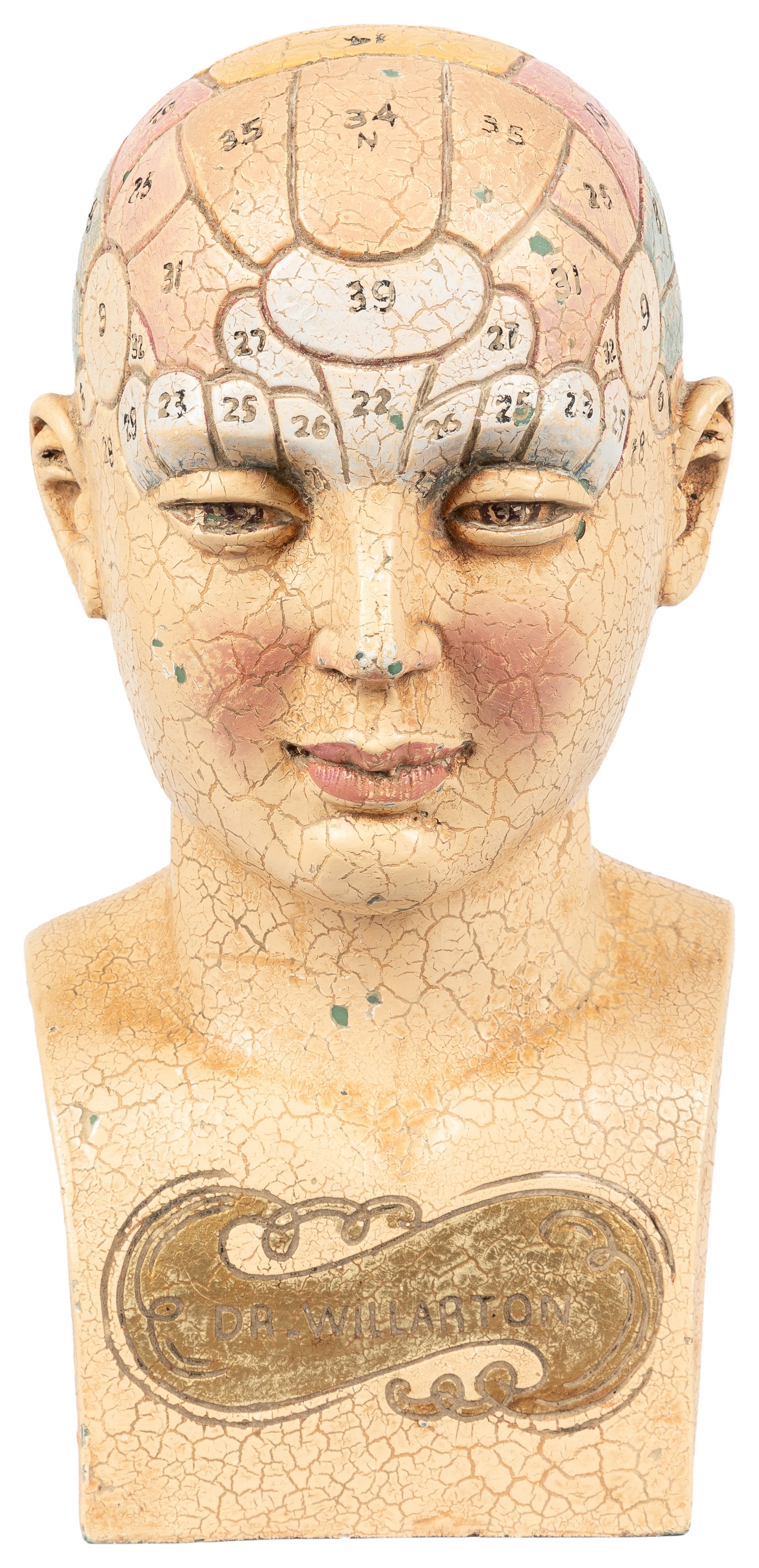 Dr. Willarton Phrenology Bust.: Dr. Willarton Phrenology Bust. 20th century Life size painted composition bust with crackle finish. Identifies 35 sections of the skull, with a key on the reverse of base (text rubbed). Approx. 13 x