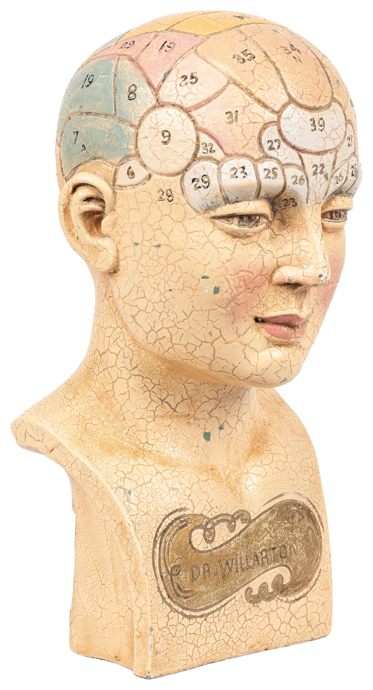 Dr. Willarton Phrenology Bust. - 2